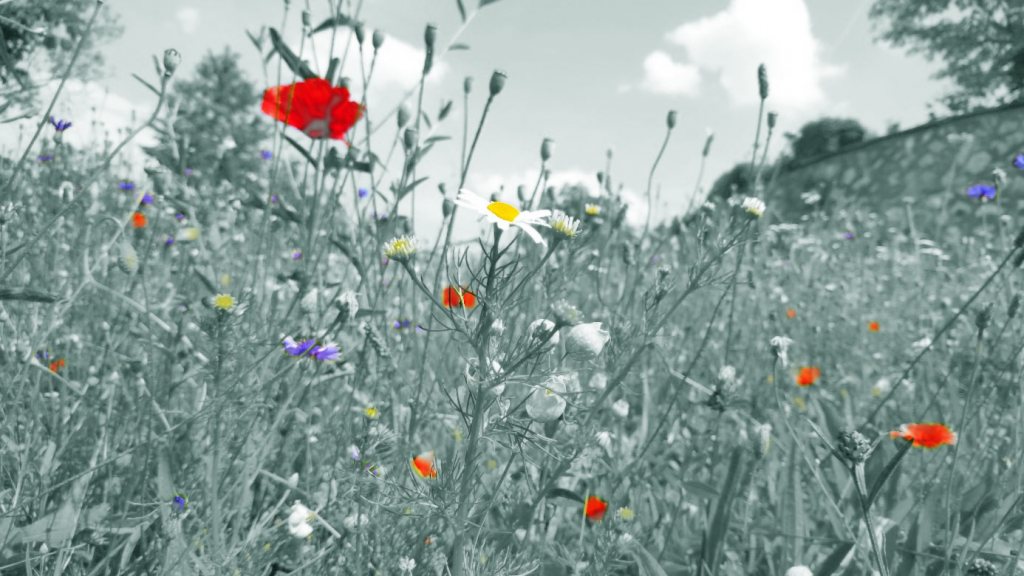 blumenwiese color